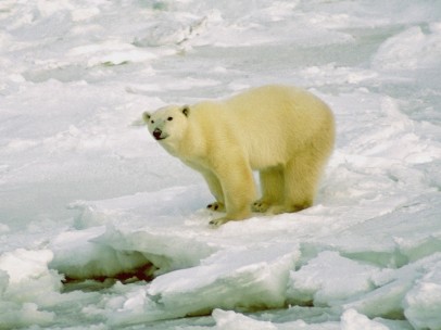 Oso polar