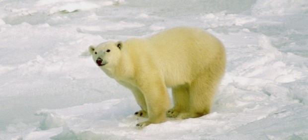 Oso polar