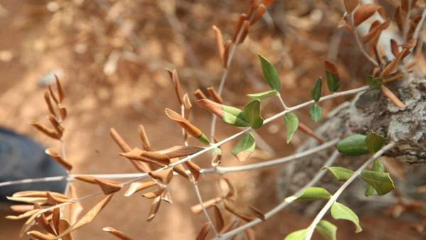 Enfermedad de la Xylella fastidiosa en olivo Enfermedad de la Xylella fastidiosa en olivo