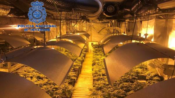Desmantelado un cultivo de marihana en Alicante Desmantelado un cultivo de marihana en Alicante