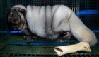 Denuncian la cría de zorros obesos por su piel