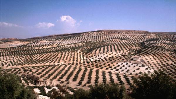 Olivos en Andalucía Olivos en Andalucía