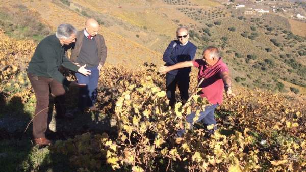 Uva pasa, axarquía Uva pasa, axarquía
