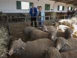 Reparto de ganado de la Diputación de Cáceres