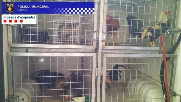 Criadero de gallos para peleas ilegales hallado en Girona Criadero de gallos para peleas ilegales hallado en Girona