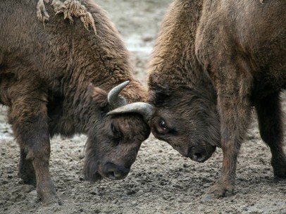 Bisonte europeo