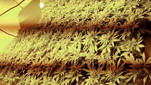 "Guardería" de marihuana en Almería "Guardería" de marihuana en Almería