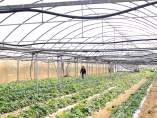 La superficie de agricultura ecológica en Catalunya se duplica en cinco años