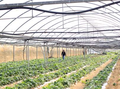 Agricultura ecológica