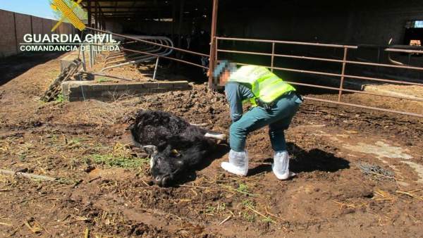 Granja de Torregrossa denunciada por la Guardia Civil Granja de Torregrossa denunciada por la Guardia Civil