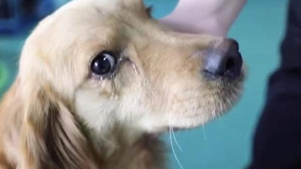 Perro "llorando" Perro "llorando"