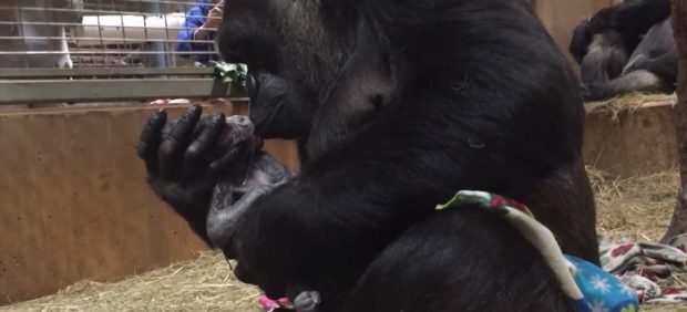 El parto de una gorila en un zoo