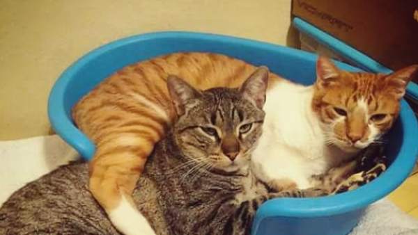 Gatos Gatos