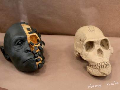 'Homo naledi'