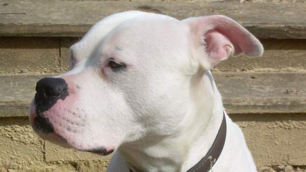 Bulldog americano Bulldog americano