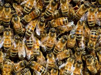 Colmena de abejas