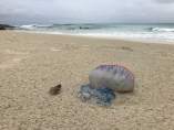 Altea prohíbe el baño en todas sus playas por la presencia de una falsa medusa muy venenosa