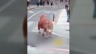 Abatido con un disparo un buey que andaba suelto