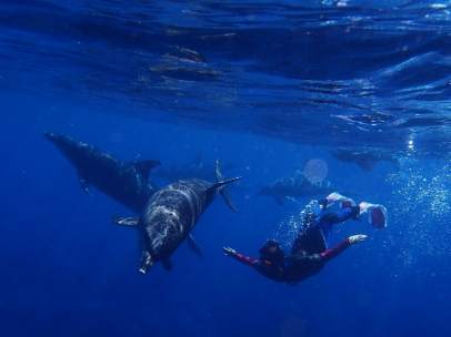 Delfines