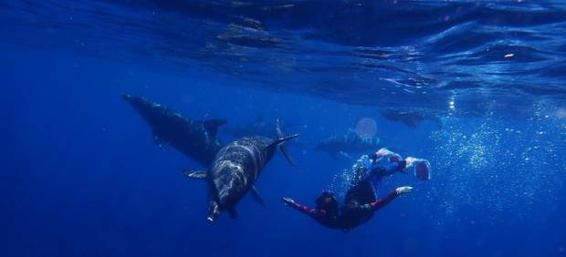 Delfines