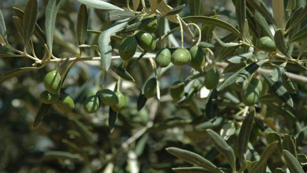 Olivos Olivos