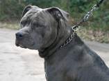 Herida grave una mujer tras ser atacada por un pitbull en Madrid