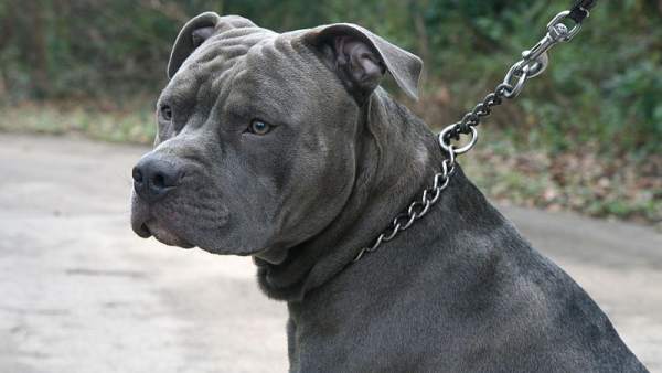 Pitbull Pitbull