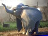 Filtrada la primera imagen del 'Dumbo' de Tim Burton