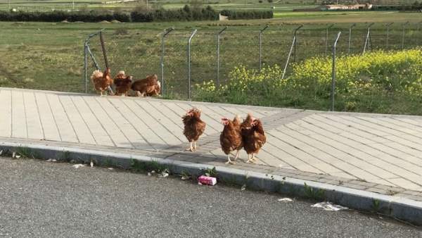 Gallinas en Ávila. 26-4-2018 Gallinas en Ávila. 26-4-2018