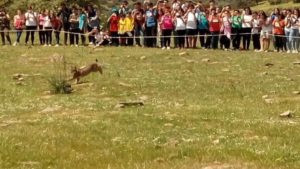 Liberación del lince Orisón en la zona de reintroducción de Guarrizas. Liberación del lince Orisón en la zona de reintroducción de Guarrizas.