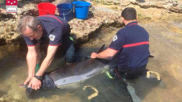 Rescate de un delfin llevado a cabo por los Bomberos Rescate de un delfin llevado a cabo por los Bomberos