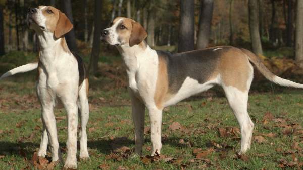Perros Perros