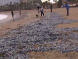 Miles de medusas velero invaden las playas de Barcelona