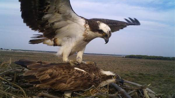 Ejemplar de águila pescadora Ejemplar de águila pescadora