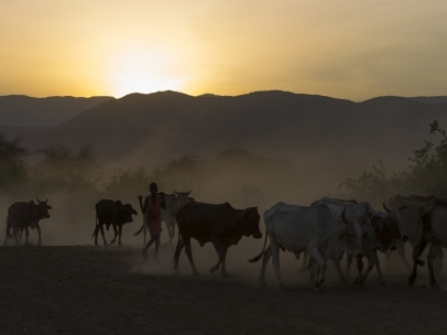 Vacas masái