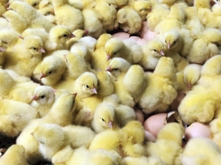Pollitos