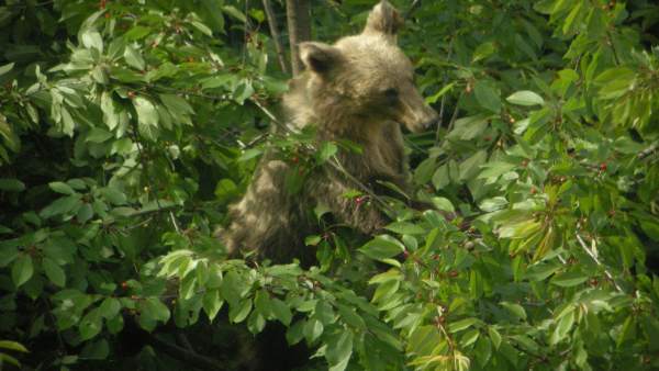 Oso comiendo cerezas Oso comiendo cerezas