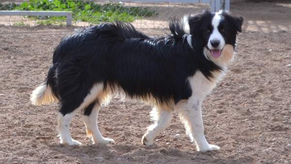 Border collie Border collie