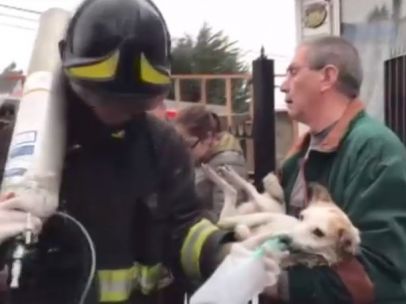 Reviven a un perro en Chile