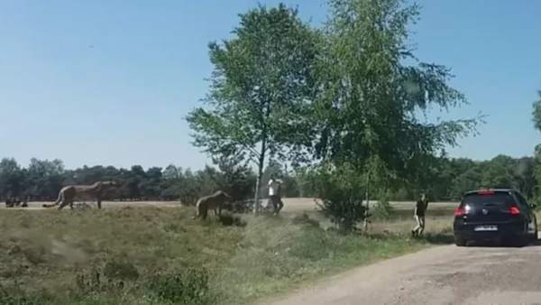 Safari Safari