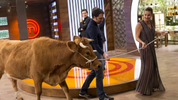 Una vaca en MasterChef Una vaca en MasterChef