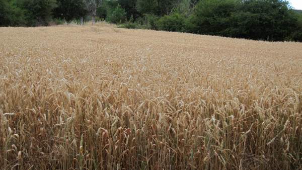 Campo De Cereales, Trigo, Cultivos, Rural Campo De Cereales, Trigo, Cultivos, Rural