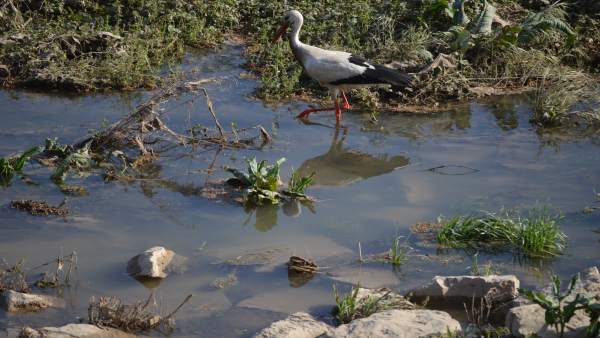 Una cigüeña en el río Segre, en Lleida Una cigüeña en el río Segre, en Lleida