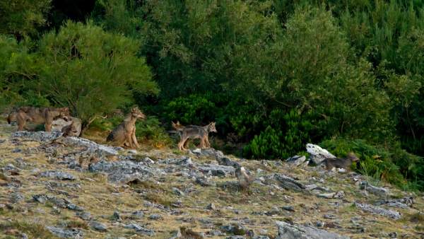 Un grupo de lobos en el monte. Un grupo de lobos en el monte.