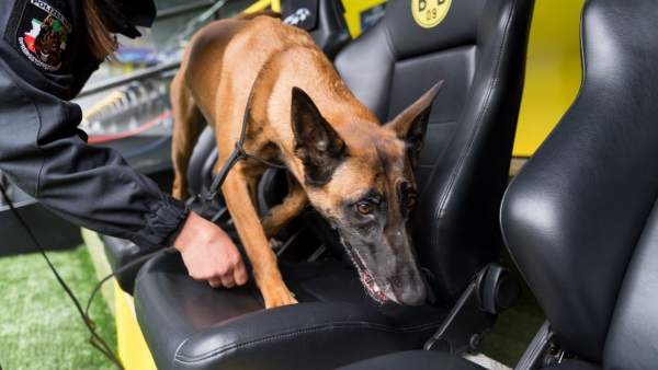 Perro policía Perro policía