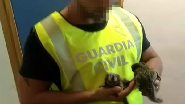 Guardia Civil, con monos Titi recuperados Guardia Civil, con monos Titi recuperados