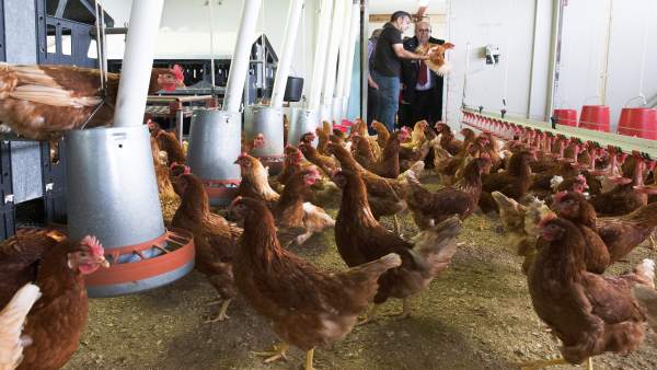 Oria visita la granja avícola de huevos ecológicos en Anero Oria visita la granja avícola de huevos ecológicos en Anero