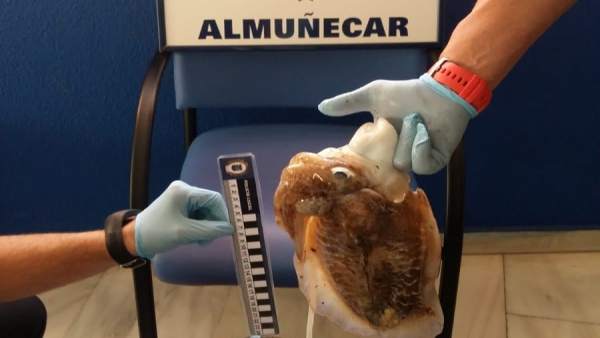 La Policía Local de Almuñécar decomisa a dos buzos 17 kilos de sepias y pulpos La Policía Local de Almuñécar decomisa a dos buzos 17 kilos de sepias y pulpos