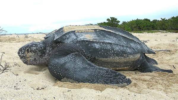 TORTUGA LAÚD TORTUGA LAÚD