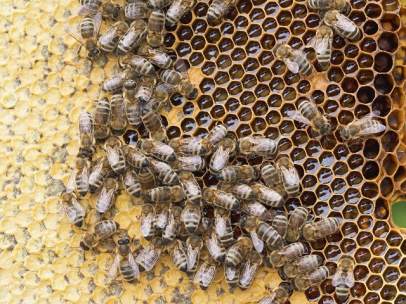 Abejas